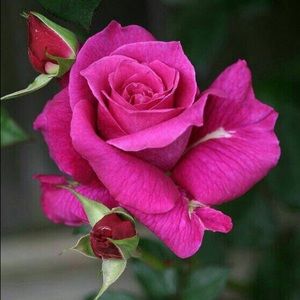 Meet your Posher, Jose